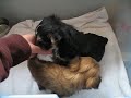 Teacup Morkies - www.yorkiecuties.com - video #1