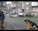 Rock the Dog