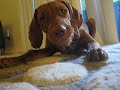 Even vizslas need their vegetables!