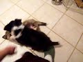 Sheltie puppies play, Goodness is a tail-biter