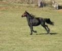 auster   gorgeous friesian mare