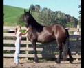 auster   gorgeous friesian mare