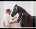 auster   gorgeous friesian mare
