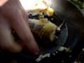 videos de Preparacion del pez parte 3!