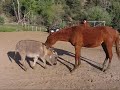 HORSE PLAY