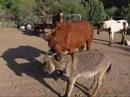HORSE PLAY
