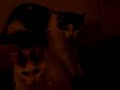 Dancing and drumming cat to 