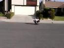 davions dum ass on skate board fall davions dum ass on skate board fall