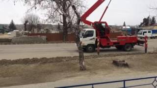 Чистый четверг в Шимановске. МКП "Городское хозяйство" облагораживает деревья в городе