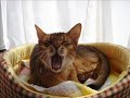 Very Funny Cats 13