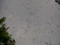 First day of summer. My bees take to the sky. In response to this overwhelming force of nature, I demonstrate my status as a creature of superior intelligence by babbling, repeating myself, and talkin' in twang.