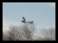 sdm-piper-cub-back-to-square-one.html