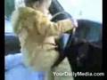 Baby drives car   Araba kullanan bebek