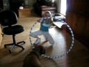 Spike the Bulldog Jumps a Hoop