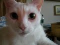 shmoo-attacks.html