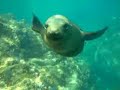 strasbourg-water-show-amazing-penguins-sea-lions-otters.html