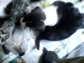 dogs ,small dogs ,small