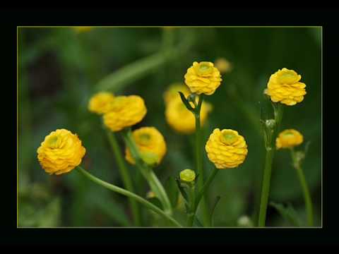 Piros hajnal csillag ~ Music by Besh O'drom