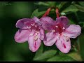 Piros hajnal csillag ~ Music by Besh O'drom 3