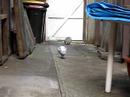 pigeon and two rabbits2