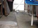 pigeon and two rabbits2
