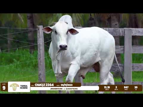 1� De Olho na Fazenda - Terra Nobre