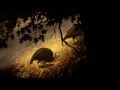Adelaïde | La Forêt de l'Étrange (Saison 1)