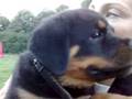 Rottweiler Miloš,Jelenec2008