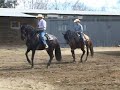 caballos bailando caballos bailando