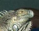 Iguana behaviour - basking Iguana behaviour - basking