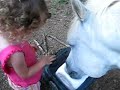 Poking horse in the eye Poking horse in the eye