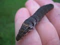 Cute Caterpillar
