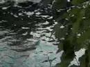 watermill