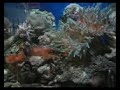 OCEAN  ACUARIUM MUY DEL CARAJO