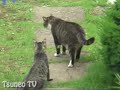 ピッピのマウンティング　pippi♂ lalao♂