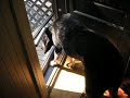 tiny doggy door tiny doggy door