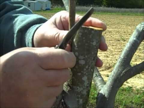 how to fertilize pecan trees in alabama