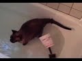 Cat Washing Made Simple - bet you can\