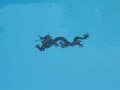 San Juan Fiberglass Swimming Pool with dragon mosaic