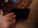 The Difference Between Dogs And Cats