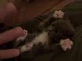 chaton trop trop chou