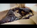 Gordon Ramsey - f word - Caviar Gordon Ramsey - f word - Caviar