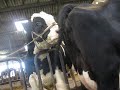 walking with the bull 2