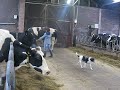 walking with the bull 2