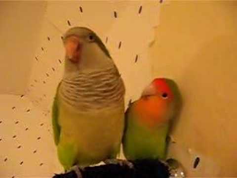 Quaker Parrot and Love bird calling the Kitty