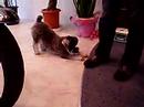 Schnachin, She is a star dog of MotoDB Schnachin, She is a star dog of MotoDB