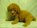 ????? toy poodle