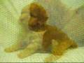 Caniche video