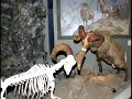 BBHC: Big Horn Rams
