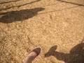 videos de holly avenue swings .
